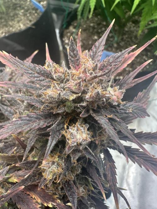 Blimburn Tangie Automatic. Week 15