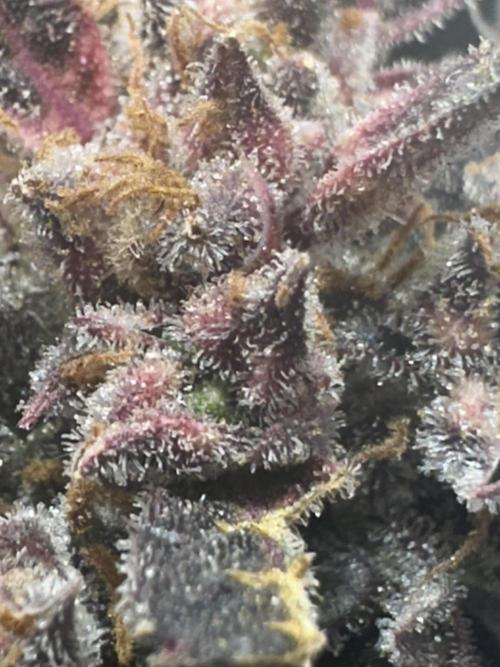 Tangie auto. Week 15