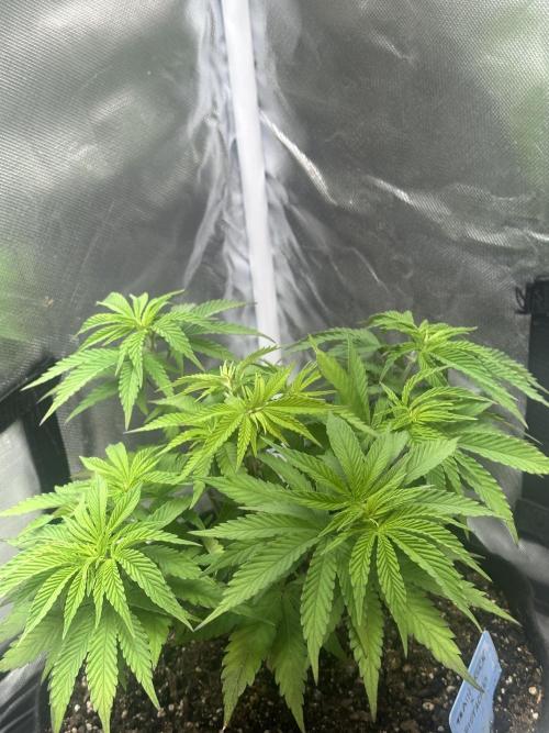 Humboldt Trainwreck x Pistachio. Week 6