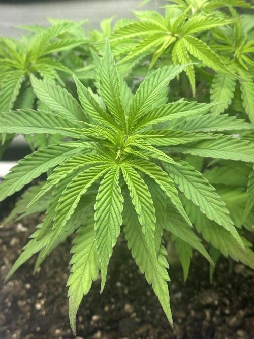 Humboldt Trainwreck x Pistachio. Week 6