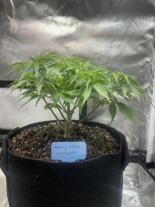Humboldt Trainwreck x Pistachio. Week 6