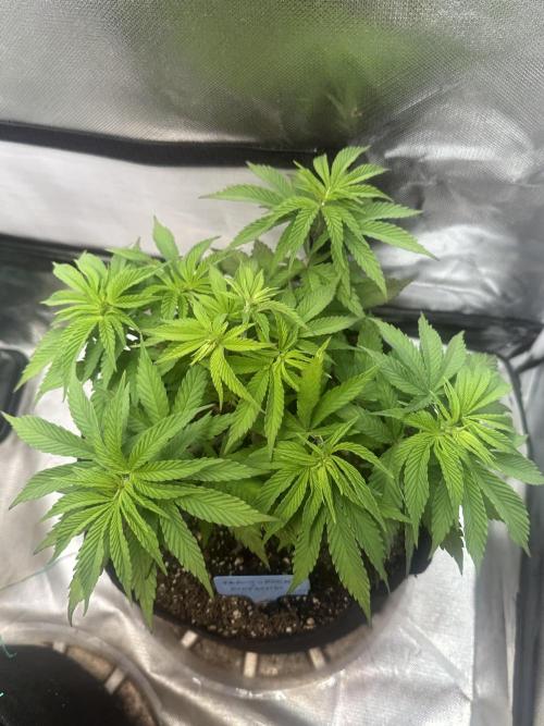 Humboldt Trainwreck x Pistachio. Week 6