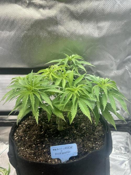 Humboldt Trainwreck x Pistachio. Week 6