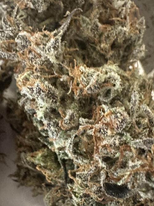 Blimburn Tangie Automatic. Week 15
