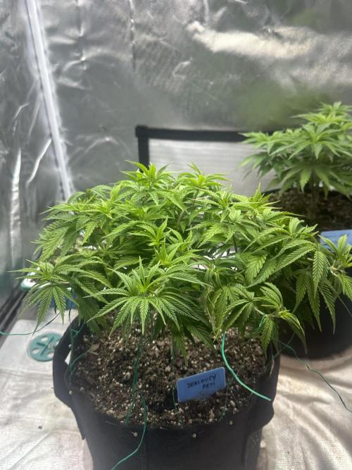 Hey Jealousy. Week 9