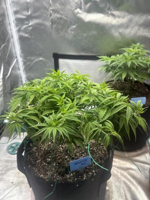 Hey Jealousy. Week 9