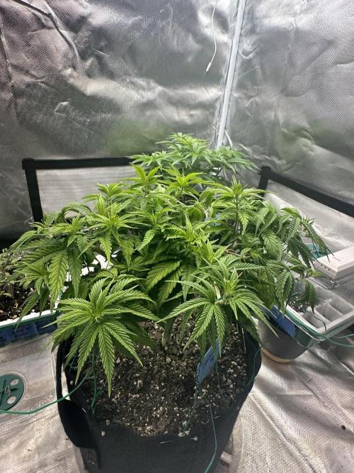 Hey Jealousy. Week 9