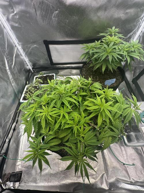 Hey Jealousy. Week 9