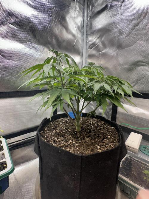 Humboldt Trainwreck x Pistachio. Week 7