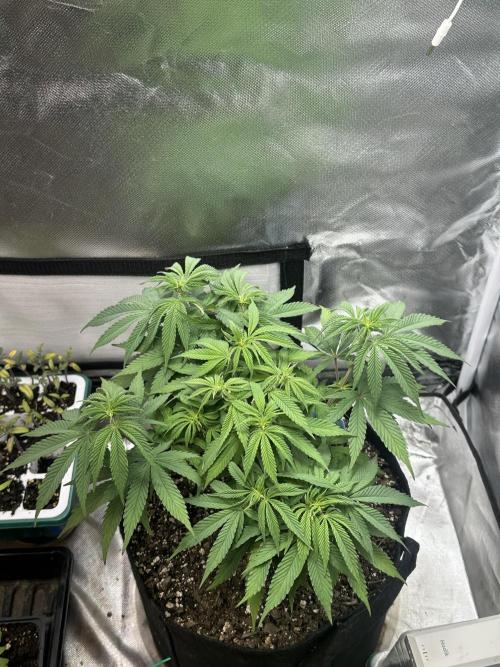 Humboldt Trainwreck x Pistachio. Week 7