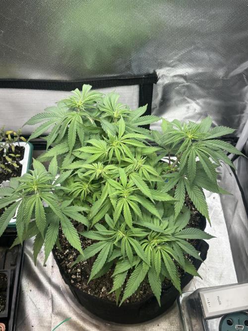 Humboldt Trainwreck x Pistachio. Week 7
