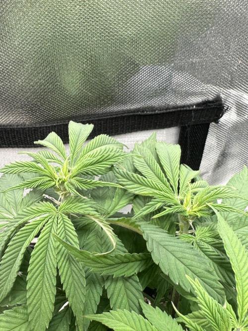 Humboldt Trainwreck x Pistachio. Week 7