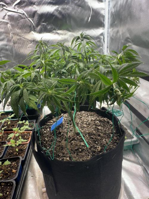 Hey Jealousy. Week 10