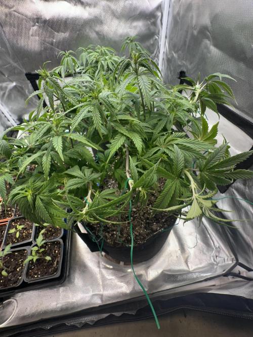 Hey Jealousy. Week 10