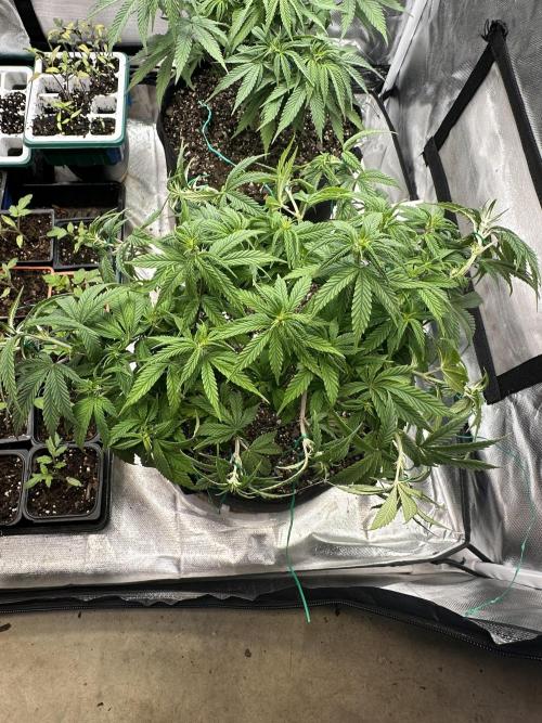 Hey Jealousy. Week 10