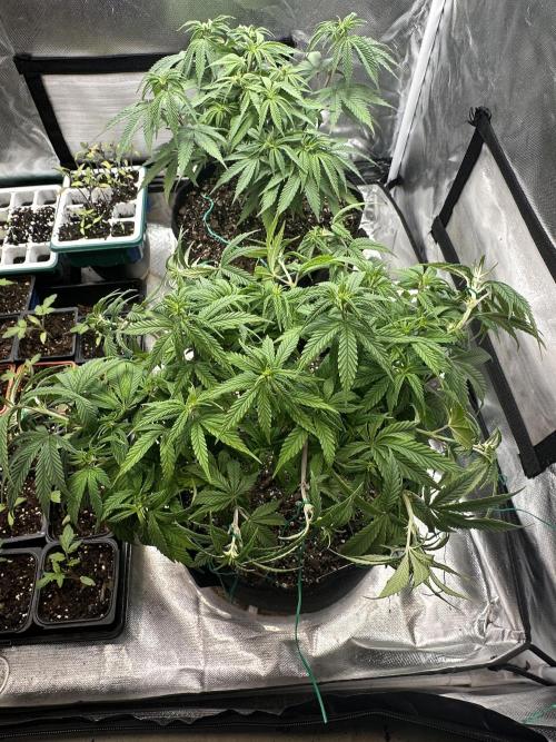 Hey Jealousy. Week 10