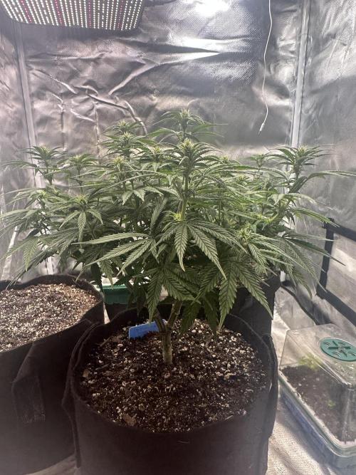 Hey Jealousy. Week 11