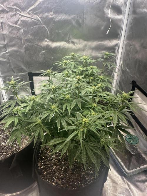Hey Jealousy. Week 11