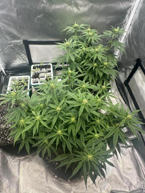 Hey Jealousy. Week 11