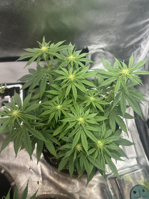 Humboldt Trainwreck x Pistachio. Week 8