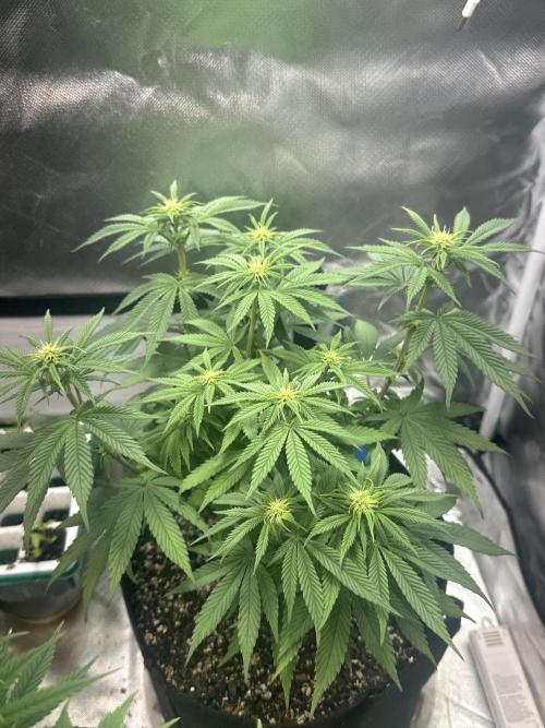 Humboldt Trainwreck x Pistachio. Week 8