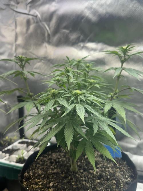 Humboldt Trainwreck x Pistachio. Week 8