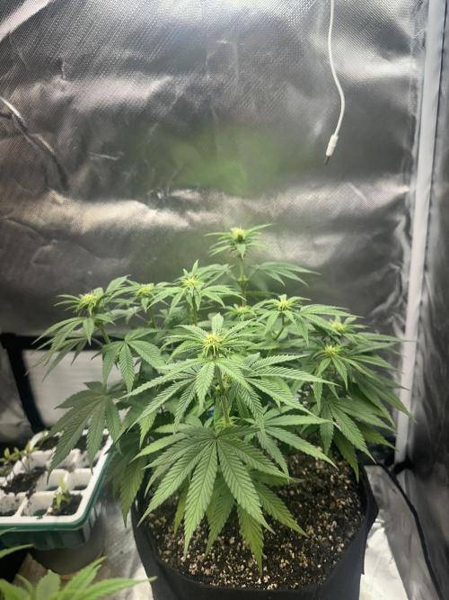 Humboldt Trainwreck x Pistachio. Week 8