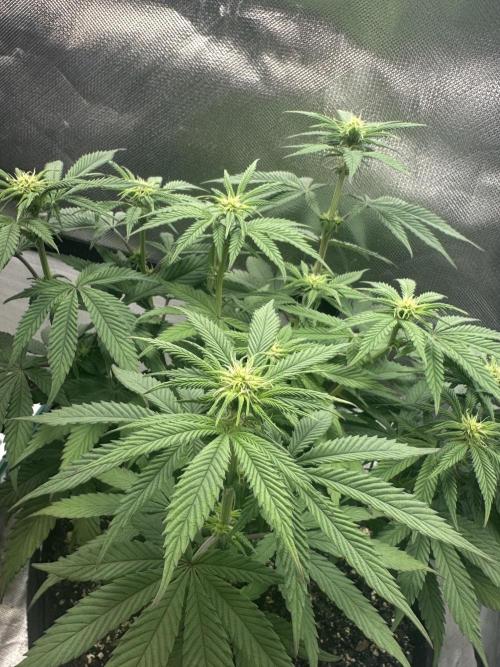 Humboldt Trainwreck x Pistachio. Week 8