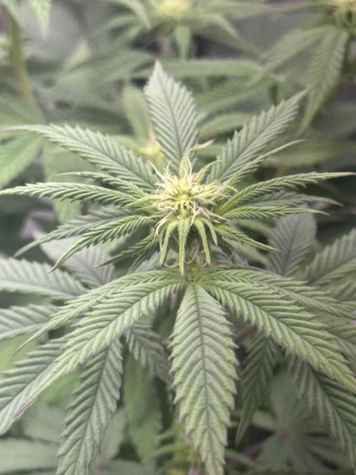 Humboldt Trainwreck x Pistachio. Week 8