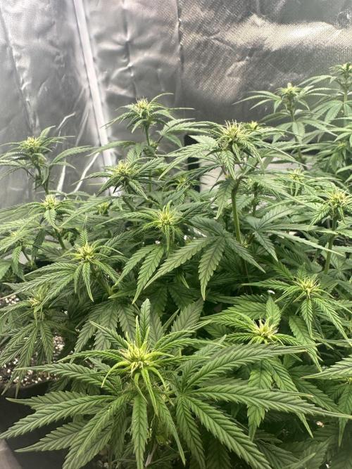 Hey Jealousy. Week 11