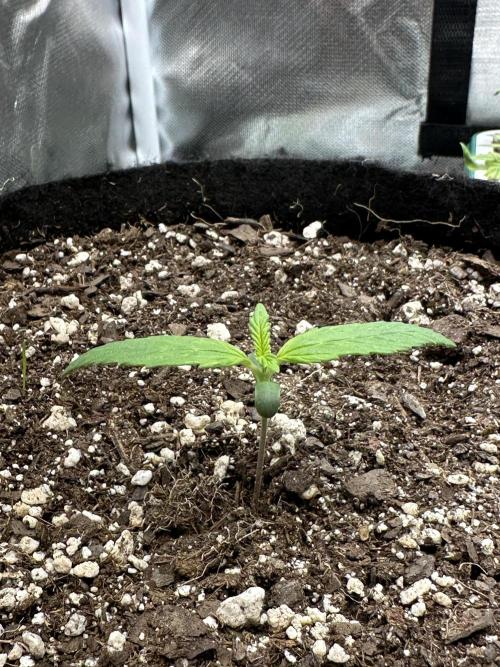 Ghost Train Haze Auto. Week 1