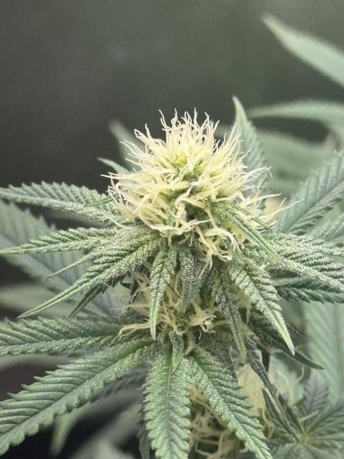 Humboldt Trainwreck x Pistachio. Week 9