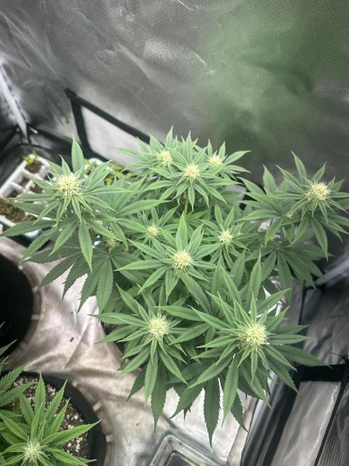 Humboldt Trainwreck x Pistachio. Week 9