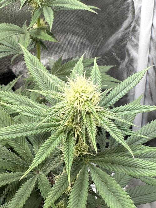 Humboldt Trainwreck x Pistachio. Week 9