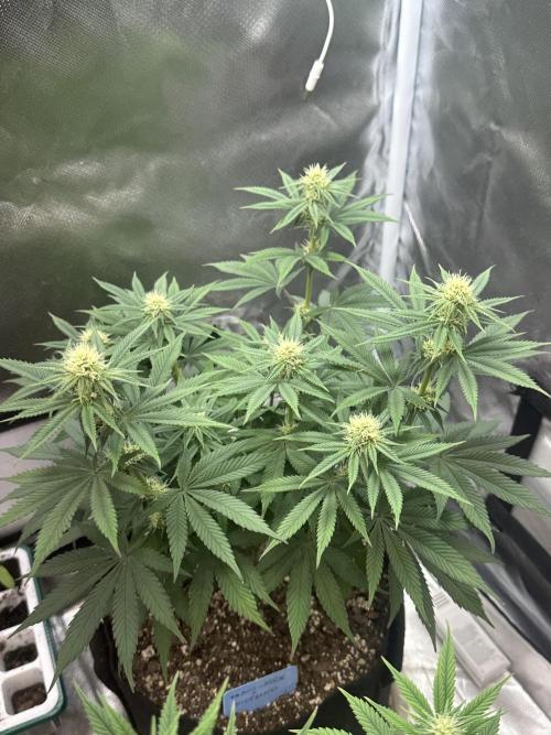 Humboldt Trainwreck x Pistachio. Week 9