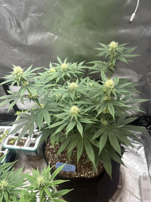 Humboldt Trainwreck x Pistachio. Week 9