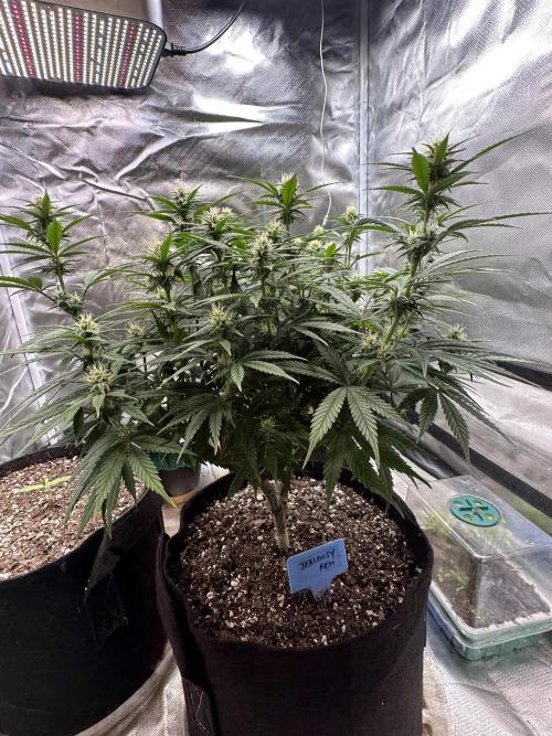 Hey Jealousy. Week 12