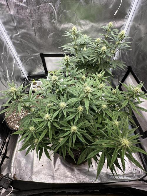 Hey Jealousy. Week 12