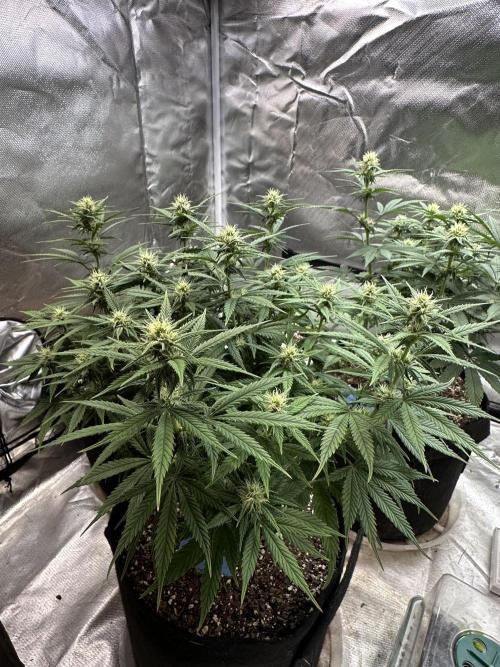 Hey Jealousy. Week 12