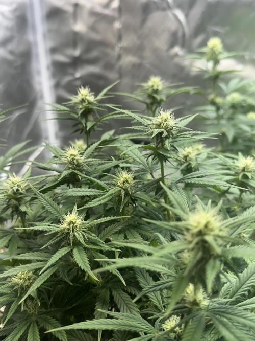 Hey Jealousy. Week 12