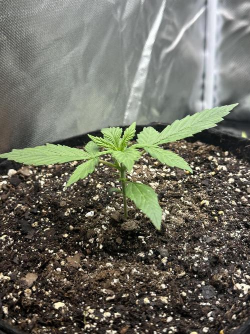 Ghost Train Haze Auto. Week 2