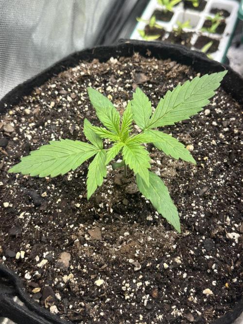 Ghost Train Haze Auto. Week 2