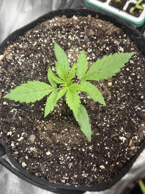 Ghost Train Haze Auto. Week 2
