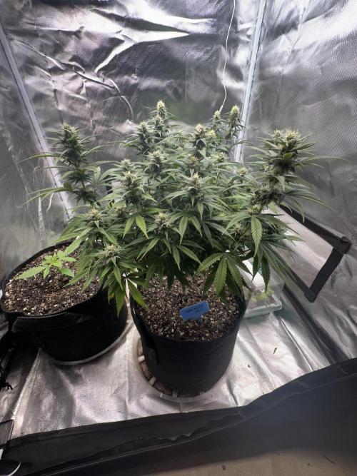 Hey Jealousy. Week 13