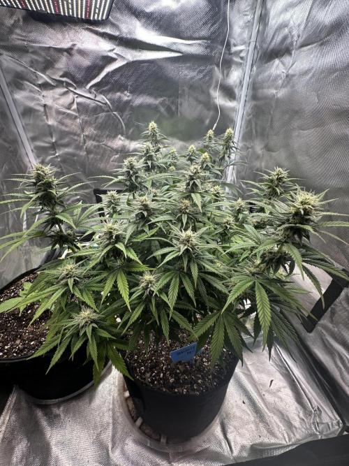 Hey Jealousy. Week 13