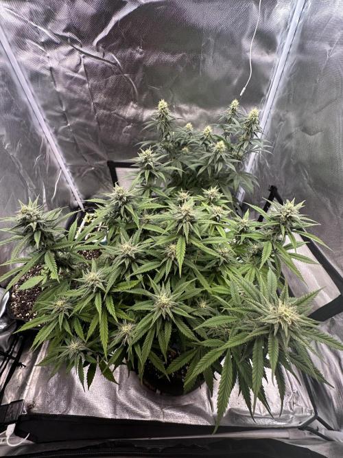 Hey Jealousy. Week 13