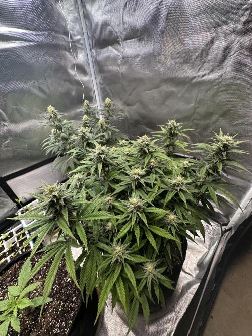 Hey Jealousy. Week 13