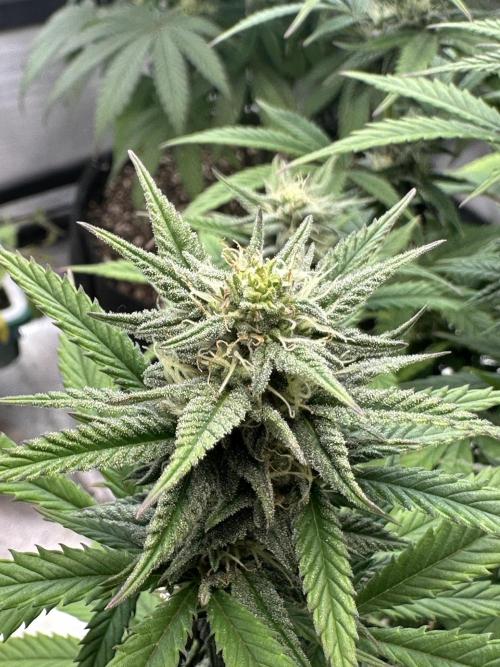 Hey Jealousy. Week 13