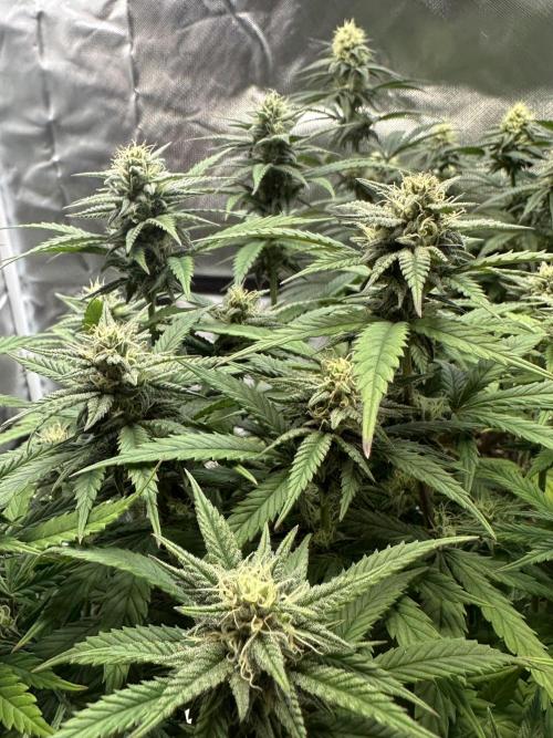 Hey Jealousy. Week 13