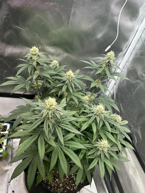Humboldt Trainwreck x Pistachio. Week 10
